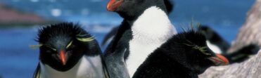 Expedición Isla Pingüino