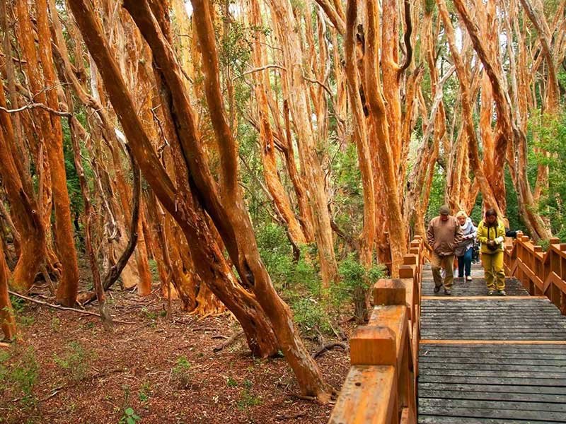 Bosque de arrayanes