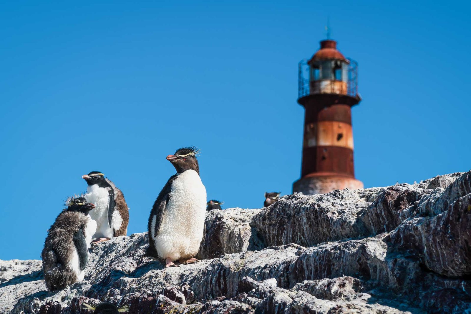 Parque Interjurisdiccional Isla Pingüino